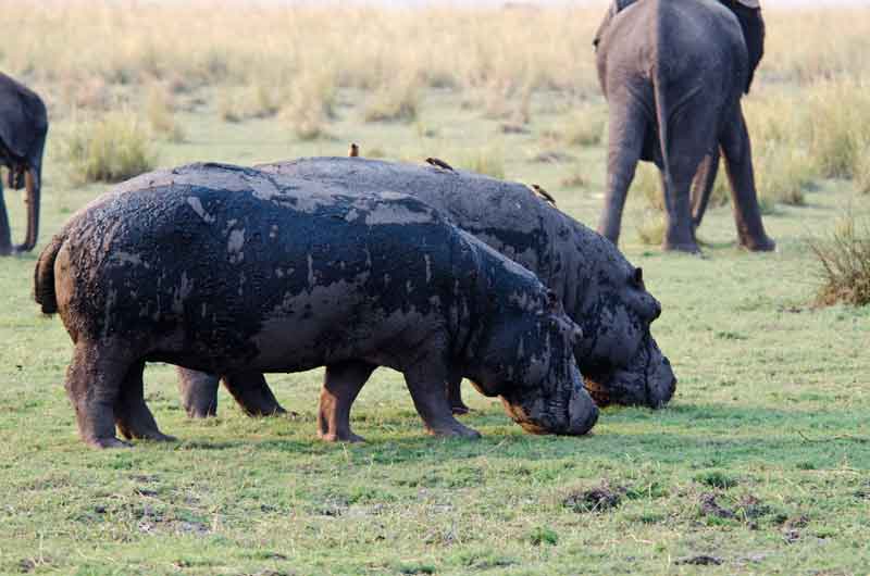 66 - Botswana - hipopotamos - parque nacional de Chobe